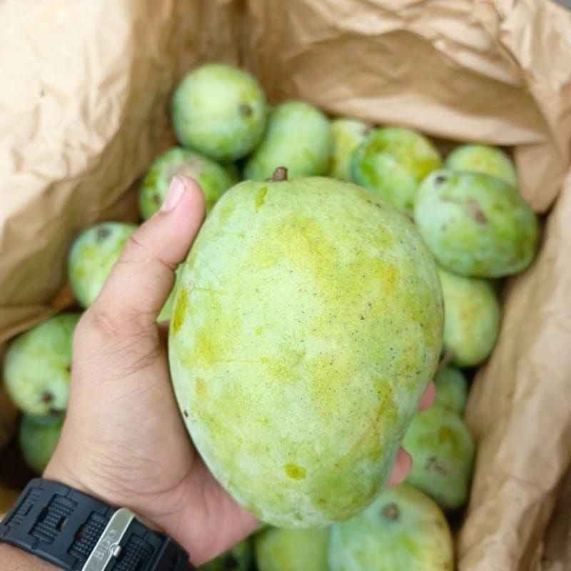 

MANGGA INDRAMAYU GARE A