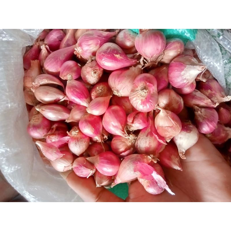 

Bawang Merah Brebes 1kg