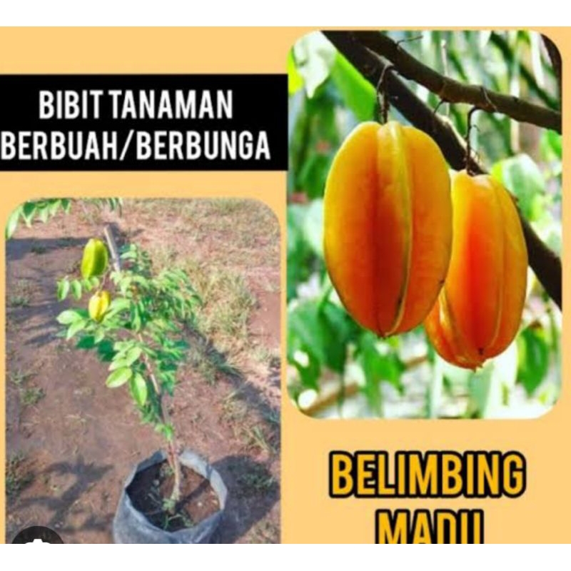 bibit belimbing madu sudah berbuah dan berbunga hasil okulasi