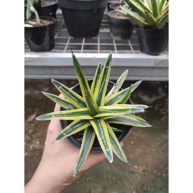 Agave Victoriae Reginae Variegata / Agave