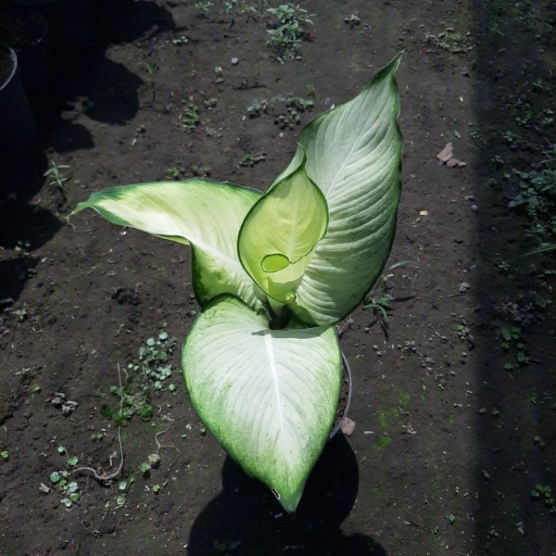 Aglonema diven tisue/diven tisu/diven gurita/diven harmoni/tanaman hias/tanaman asli/tanaman hias as