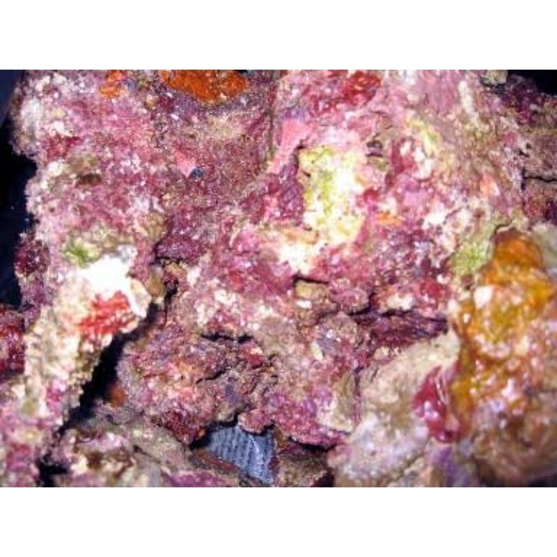 Live Rock Karang Hidup air laut per Kg akuarium air laut Pengurai amoniak nitrat