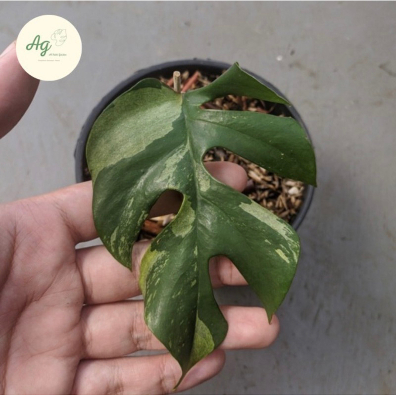 rhaphidophora tetrasperma variegata 1daun pancing