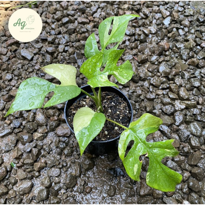 Rhaphidophora tetrasperma varigata putih