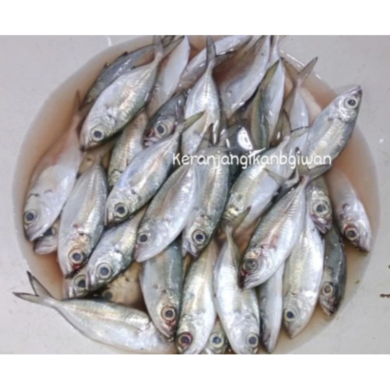 

Ikan kembung mata belo segar 1kg (bukan frozen) free dibersihkan gratis minyak goreng 1liter