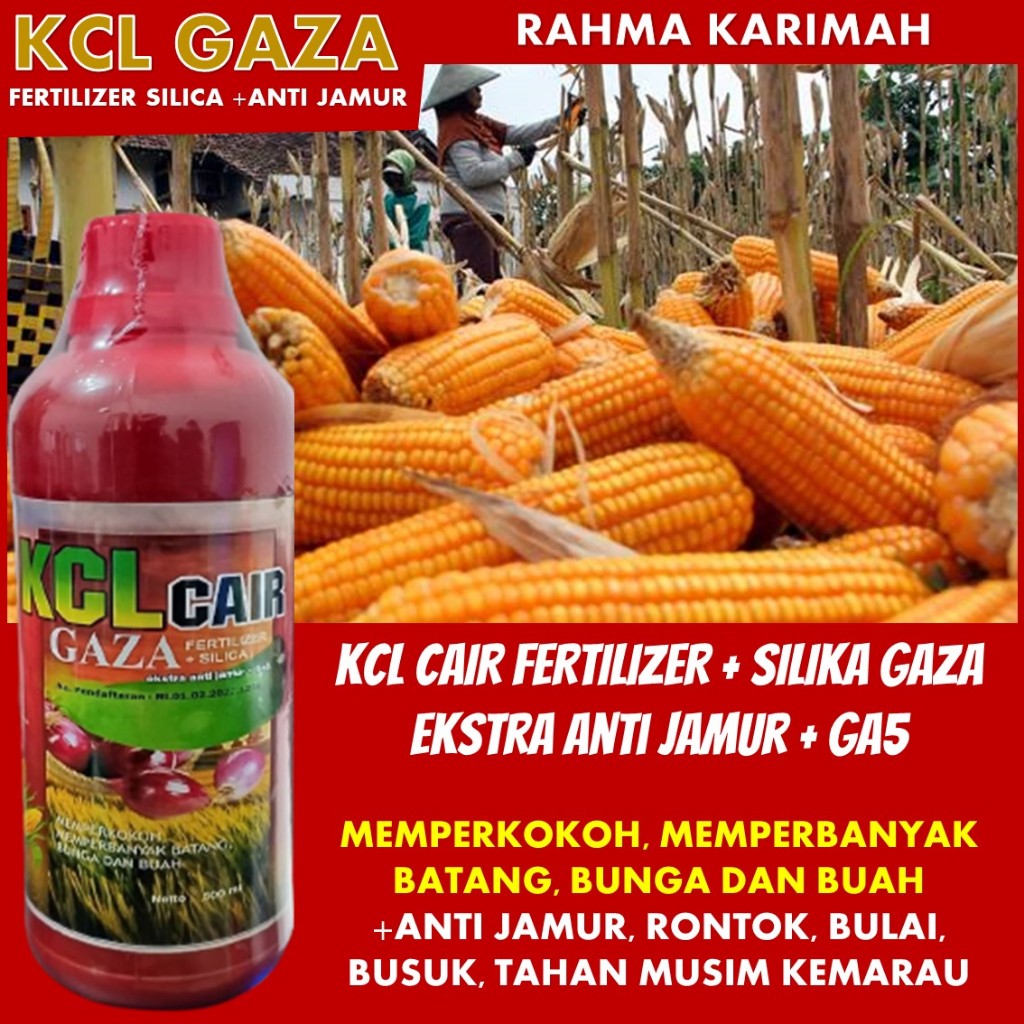 Pertanian Modern: Pupuk Kalsium Cair Anti Bulai KCL GAZA isi 500 ML - Solusi Ampuh untuk Jagung Sema