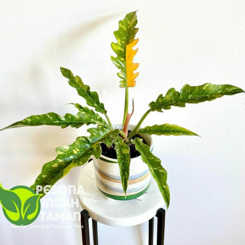 Tanaman Hias Philodendron ring of fire varigata- rof ring of fire varigata