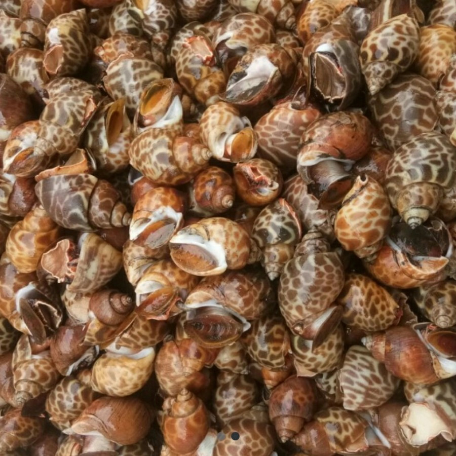 

Kerang macan / Keong macan segar frozen kemasan 1kg