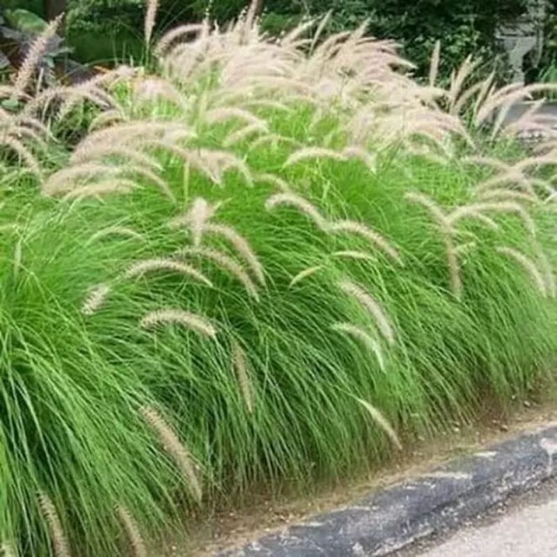 Tanaman hias alang alang ekor kuda / ilalang ekor kuda