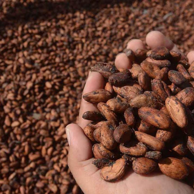 

biji cokelat kering