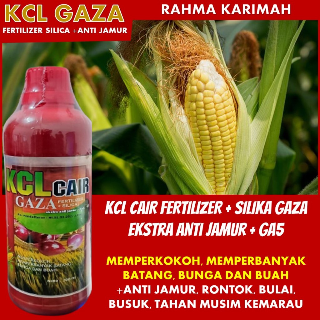 Transformasi Tanaman Jagung: Pupuk Kalsium Cair KCL GAZA isi 500 ML, Perlindungan Optimal Anti Bulai