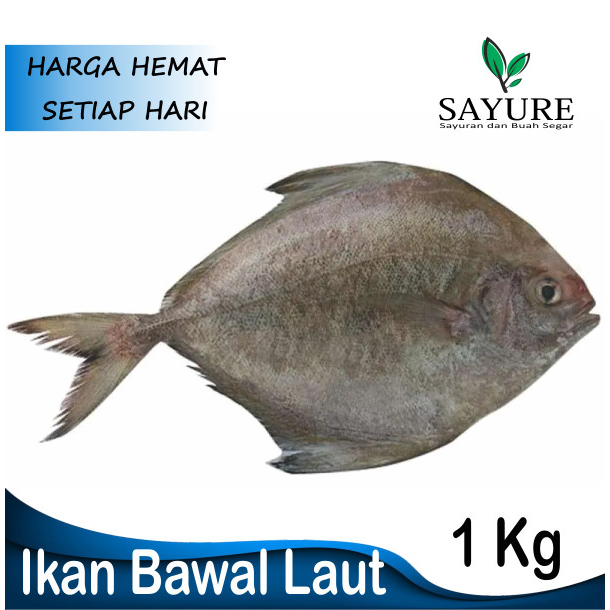 

IKAN BAWAL LAUT FRESH 1 KG