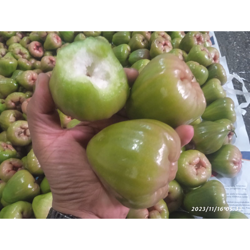 

JAMBU AIR CINCALO