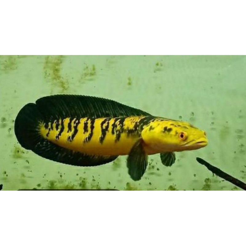 chana maru Ys singgle tank 16-17cm