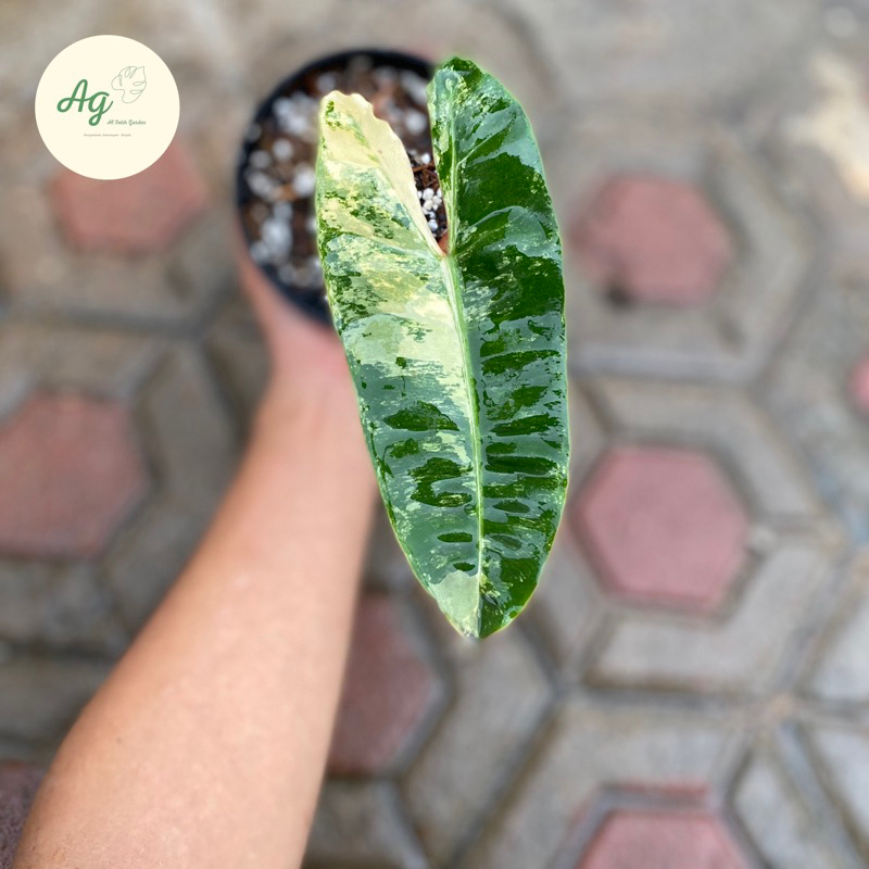 philodendron billietiae varigata 1daun