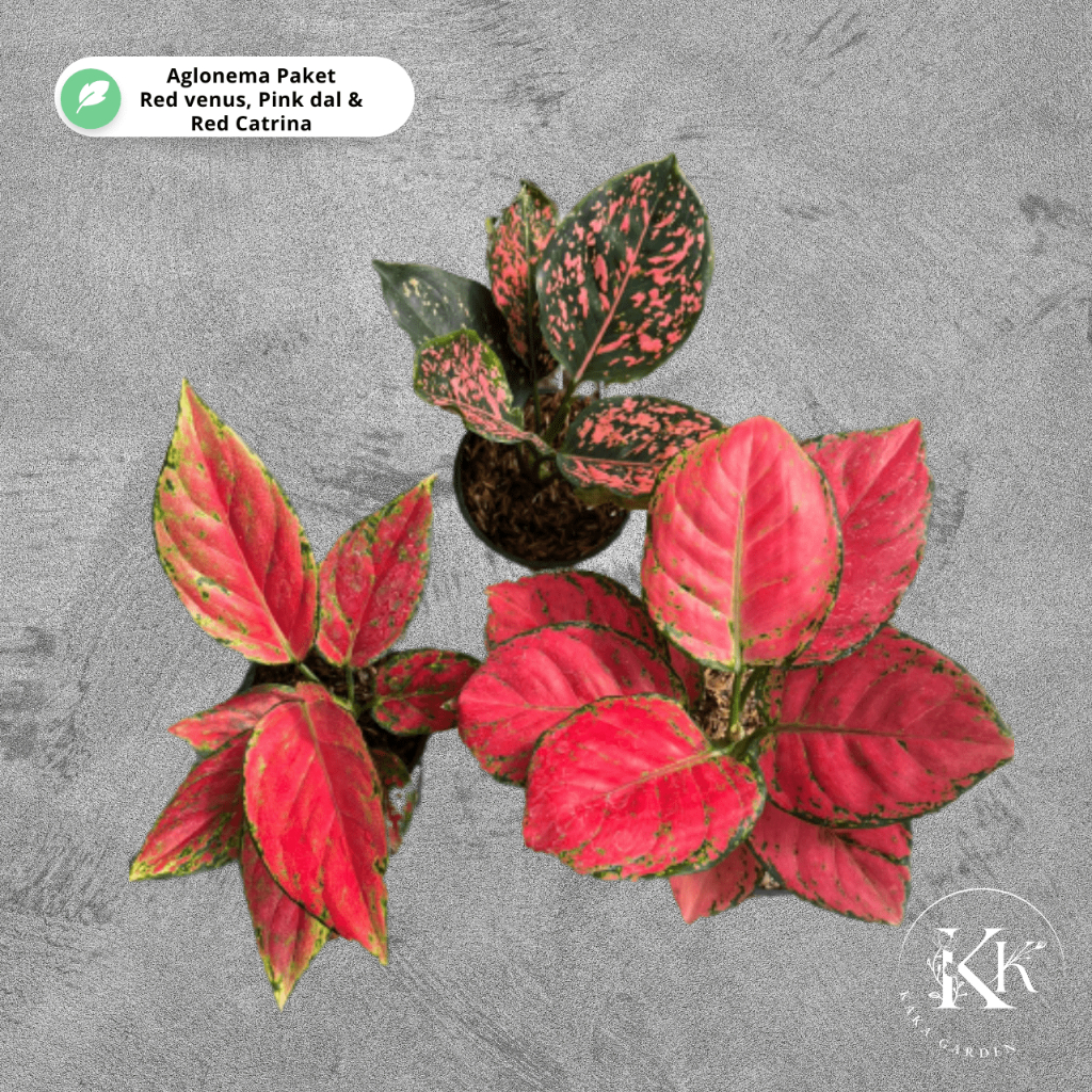 Tanaman Hias Aglonema Paket 100 rb Red Catrina Red Venus Pink Dalmantion