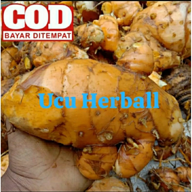 

Temu lawak segar 1kg/Temulawak fresh 1kg murah