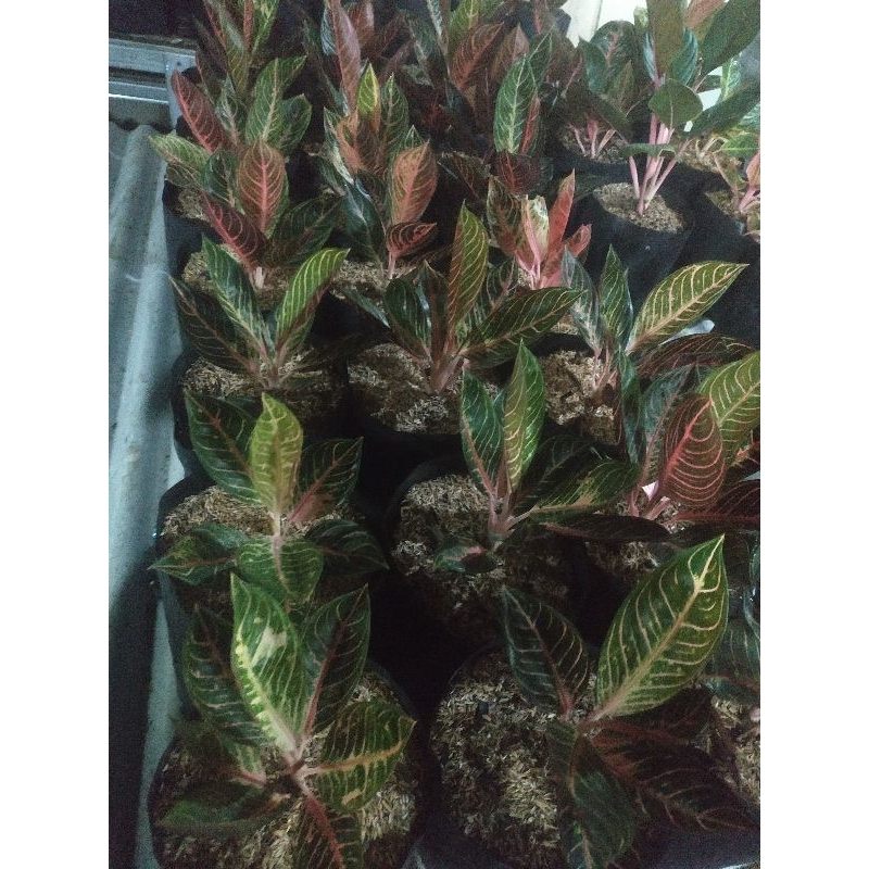 Aglonema pride of Sumatra/Red Sumatra