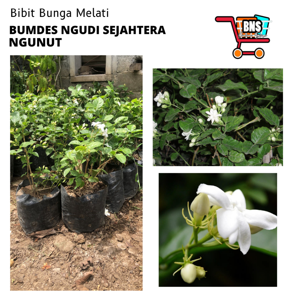 BIBIT BUNGA MELATI/BIBITBUNGA/BIBIT BUNGA MELATI BERKUALITAS/BIBIT BUNGA MELATI PUTIH