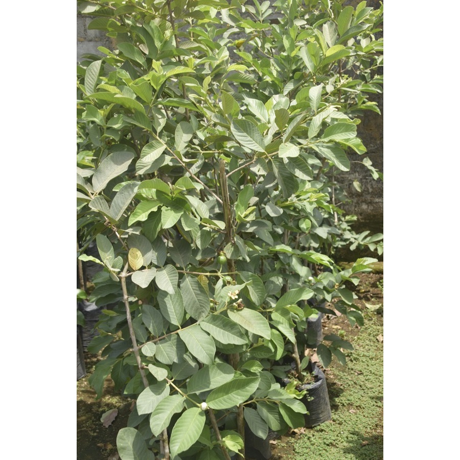 BIBIT JAMBU KRISTAL/BIBIT BUAH JAMBU KRISTAL/BIBIT BUAH JAMBU/BIBIT BUAH JAMBU KRISTAL BERKUALITAS