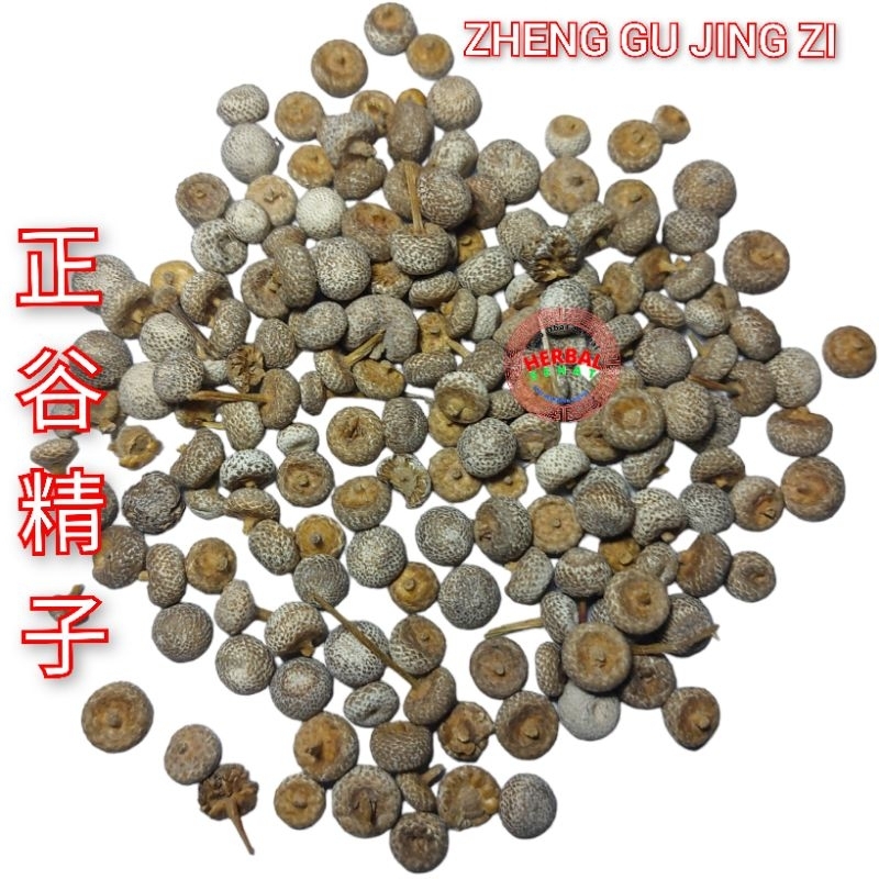 

50 gram - Zheng Gu Jing Zi / Gu Jing Zi Pipewort Scapus Eriocaulon Buergerianum Asli Pipewort Flower