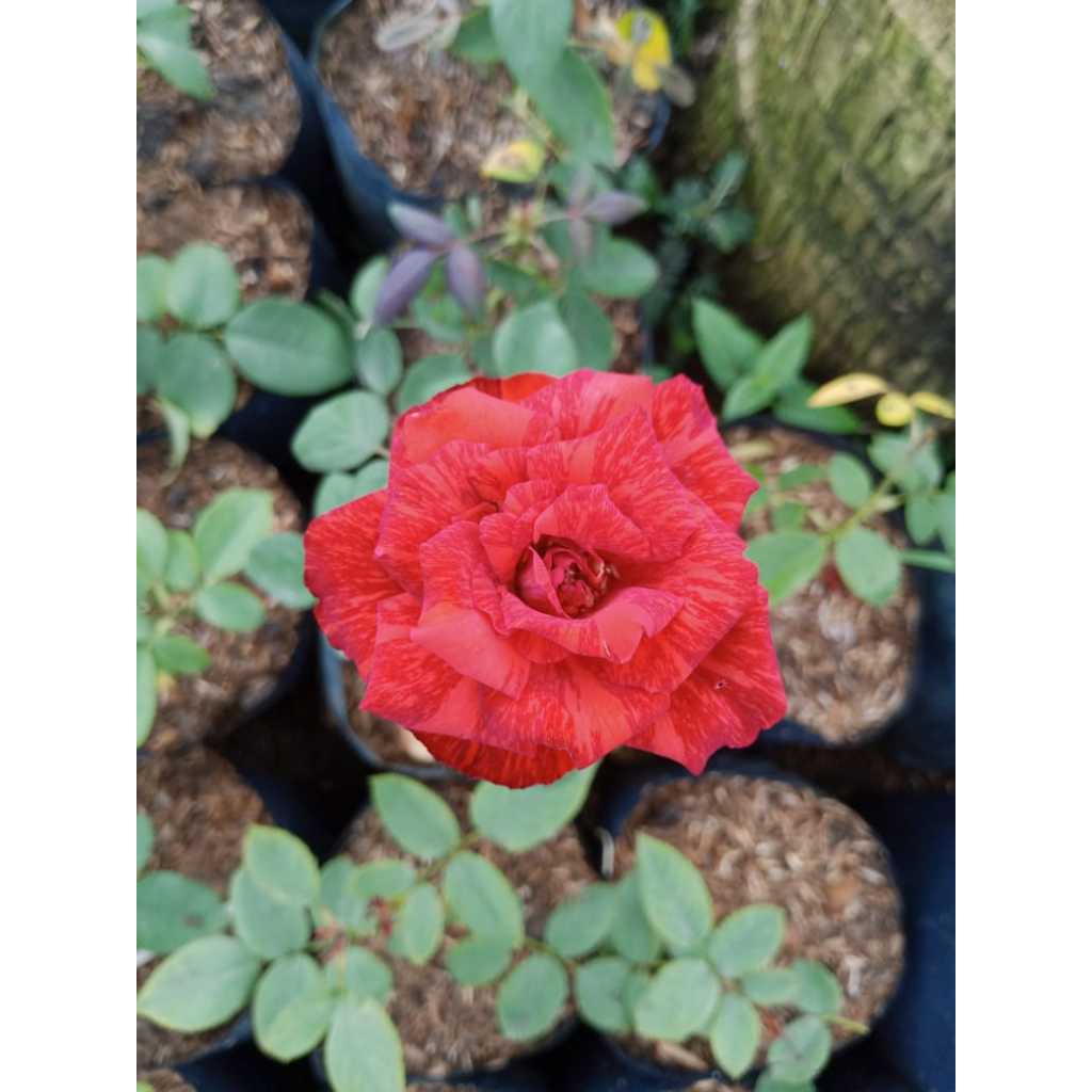 Mawar Holand | Merah ORI | Bunga Jumbo | Cantik & Harum