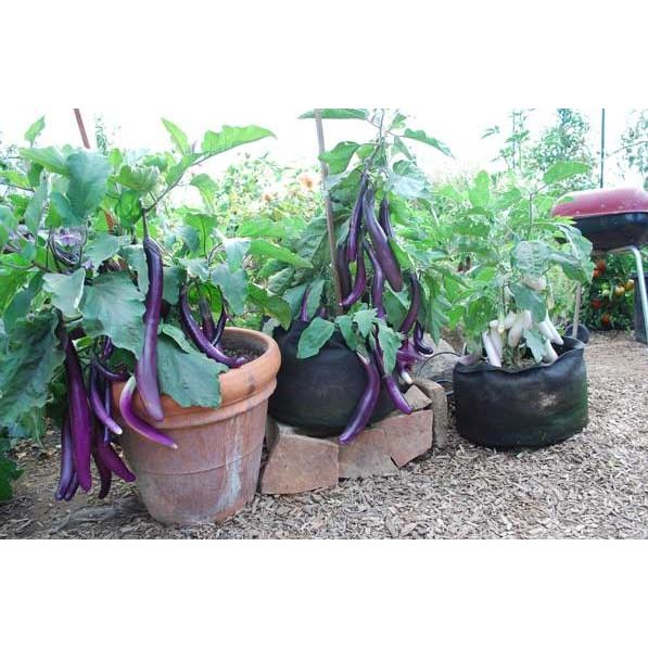 sudah berbuah Pohon Buah Terong