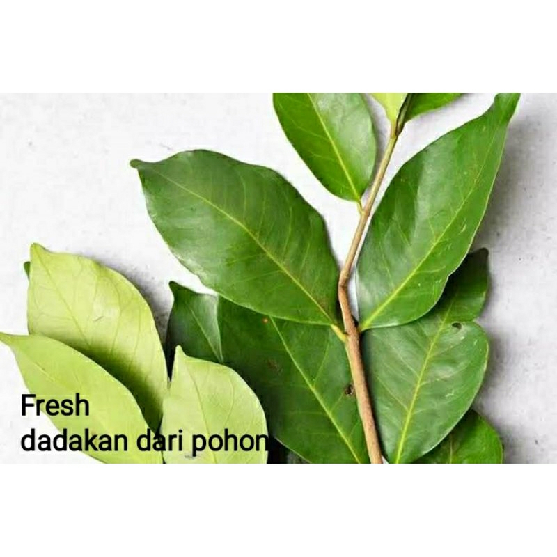 

Daun Salam Segar Untuk Masak per ikat