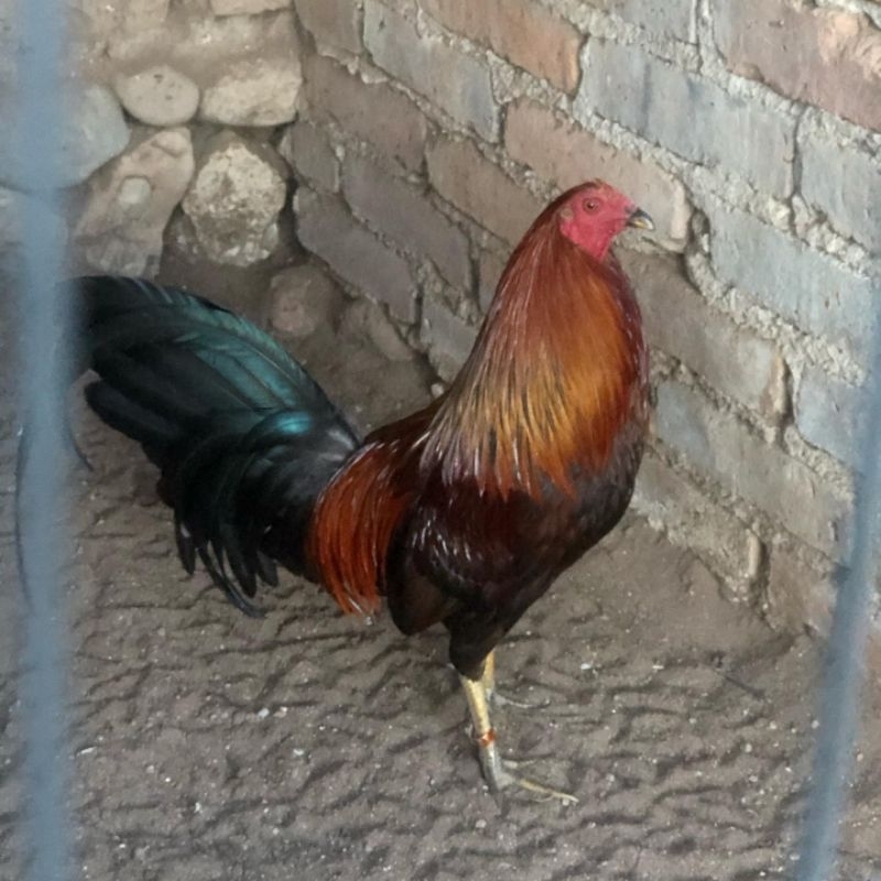 

telur ayam pisau red bron paket 4 butir