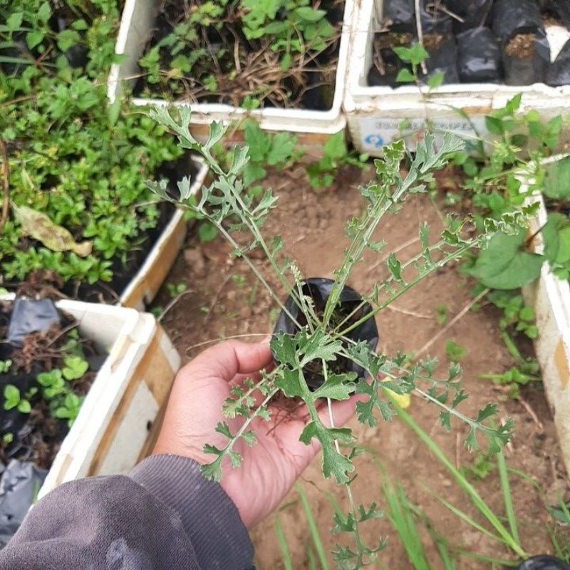 Bibit Piretrum, Tanaman Piretrum (Insektisida Alami)