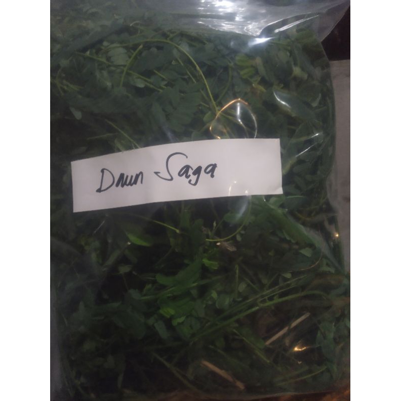 

daun saga Rosary pea abrus precatorius