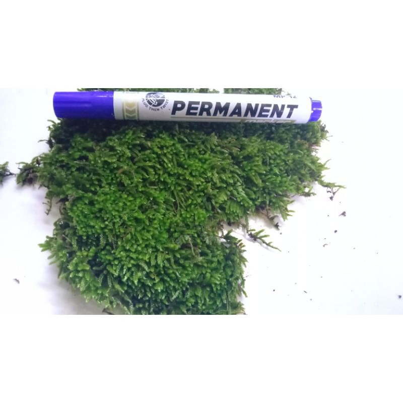 MOS darat per lempeng, MOS paludarium/terarium