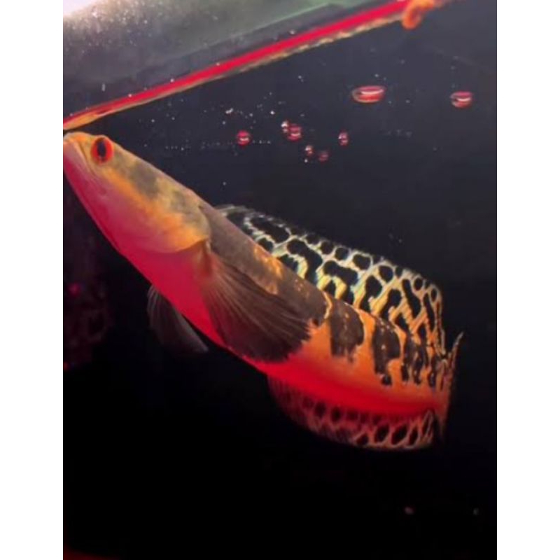 Garansi 100% sampai Tujuan Chana Maru Ys BATIK/Yellow sentarum Kualitas Terbaik size 12-20cm