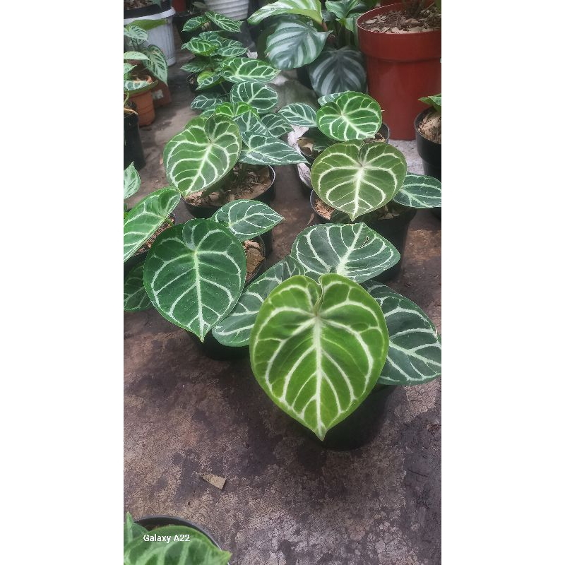 dorayaki ori dari biji