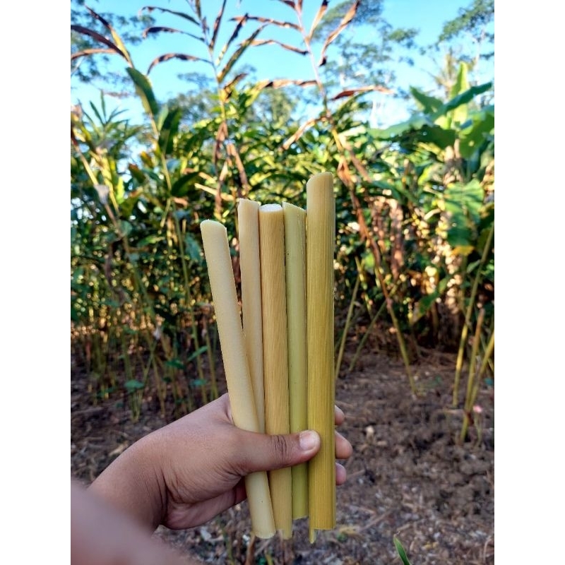 

BATANG KECOMBRANG MUDA/TUA KUPAS SEGAR