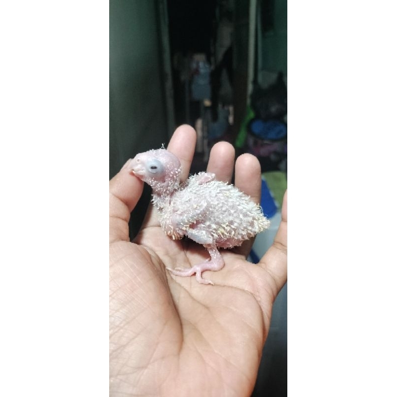 lolohan small conure induk dari Ysc x pineapple