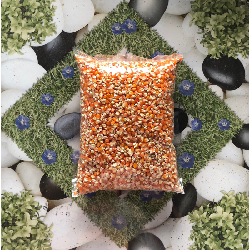 

jagung_kristal_probo_murah_1Kg