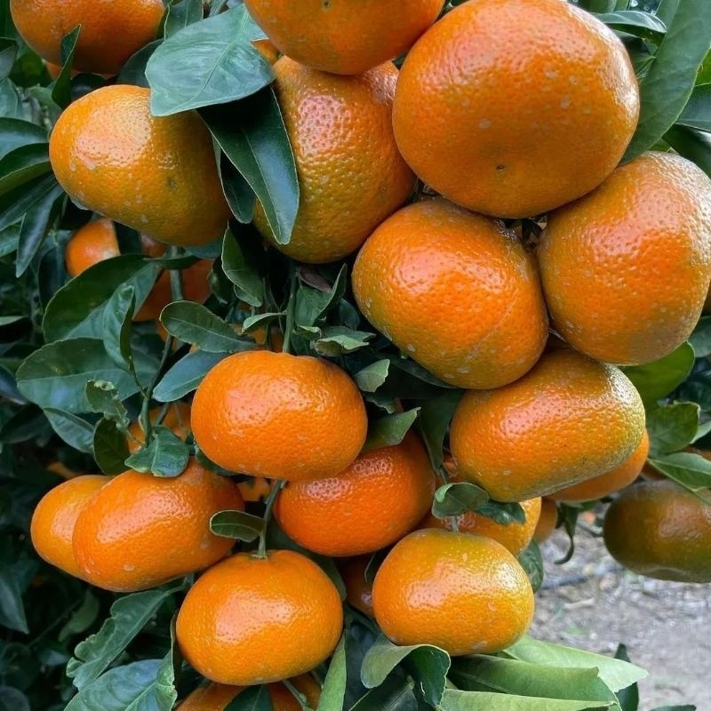 Bibit Jeruk Santang Madu Valid