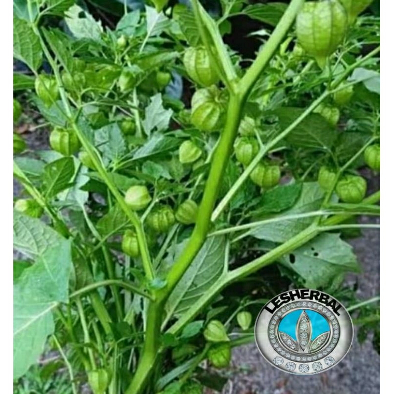 

daun ciplukan/cecenet segar per 2kg