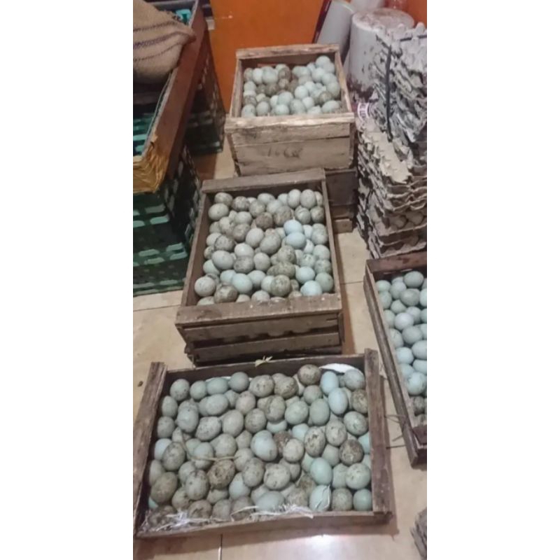 

Ndok Bebek Mentah ukuran Ab