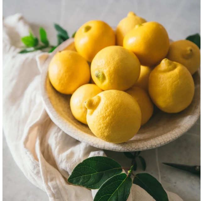 BIBIT JERUK LEMON CALIFORNIA SUDAH BERBUAH
