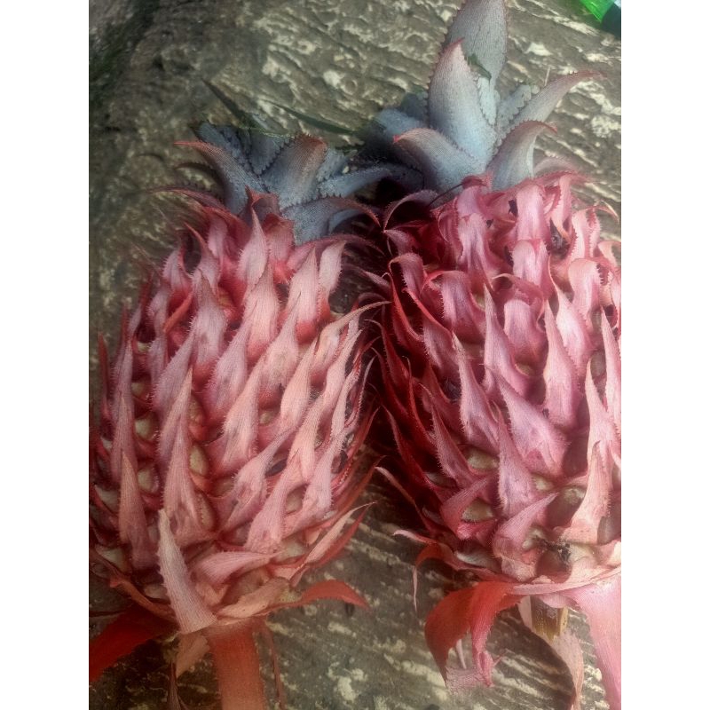 

Buah Nanas Hutan Atau Nanas Sebrang