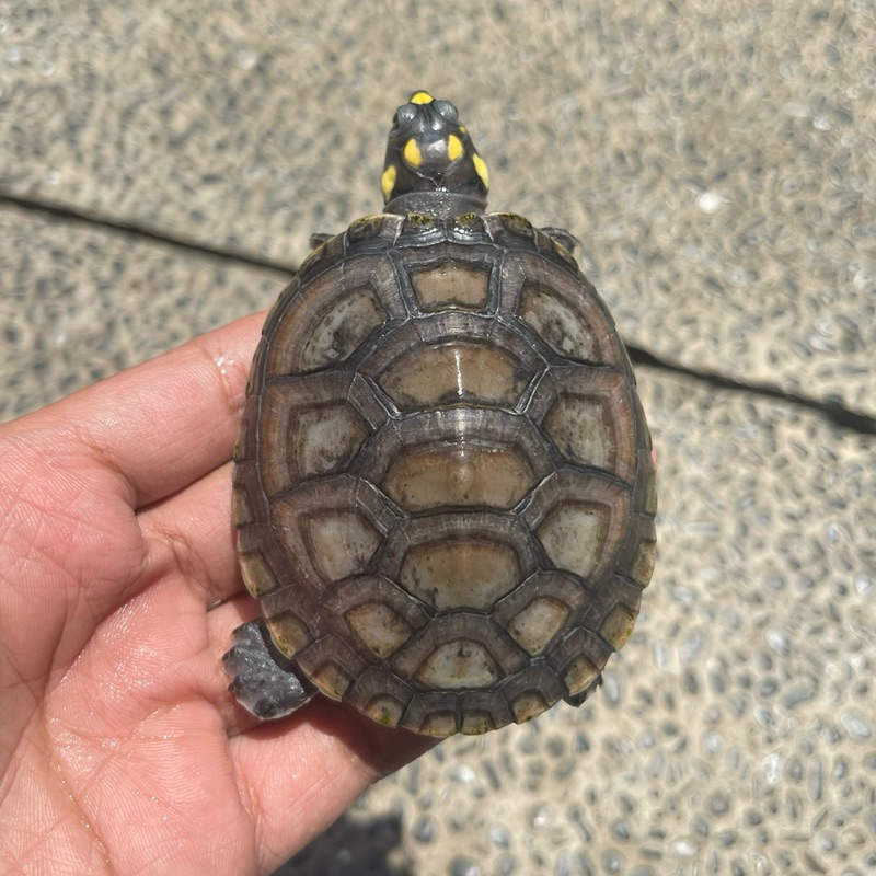 Mainan/Hiasan Aquarium Miniatur Patung Kura Kura / Unifilis Turtle