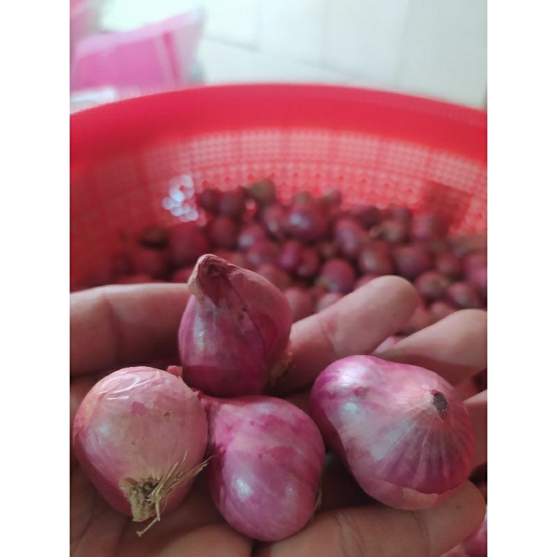 

Bawang merah Enrekang 1kg