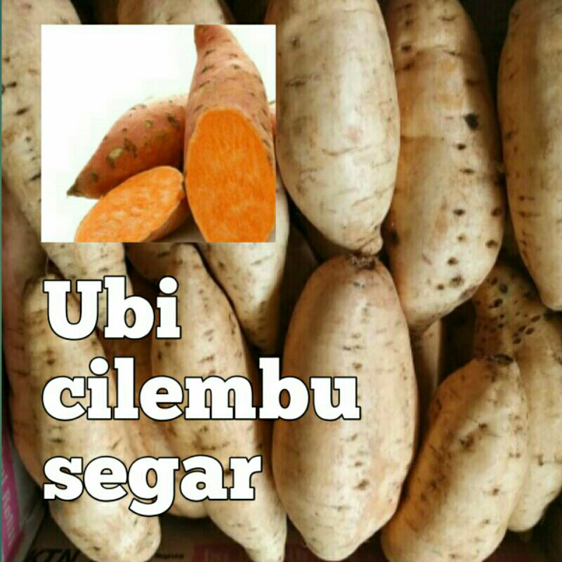 

ubi jalar/ubi cilembu/ubi oven mentah/ubi legit/ubi kuning/ ubi segar/ubi fresh/