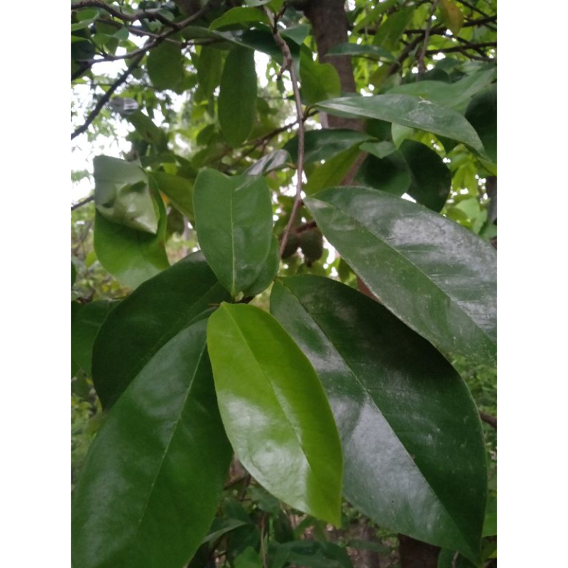 

Daun sirsak segar 100 lembar