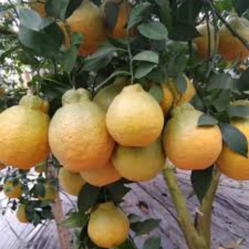 bibit jeruk dekopon hasil okulasi cepat berbuah
