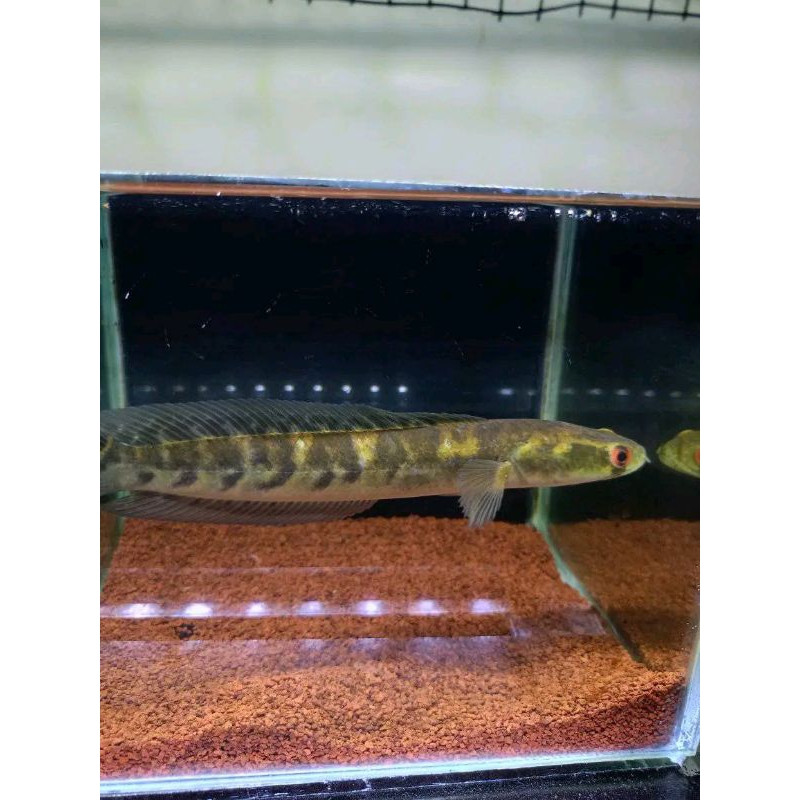 chana yellow Sentarum 11/12  cm