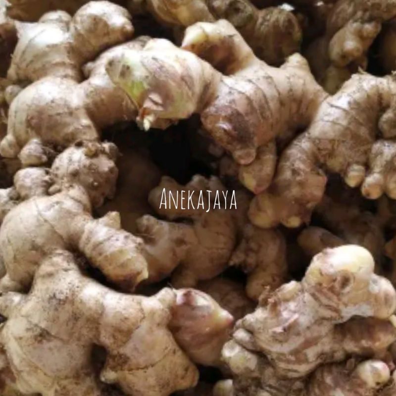 

Jahe Gajah Fresh 500gram