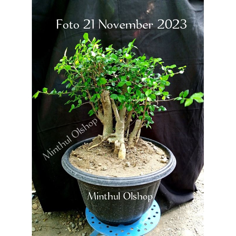 Bonsai/bahan serut raft real pict akar full
